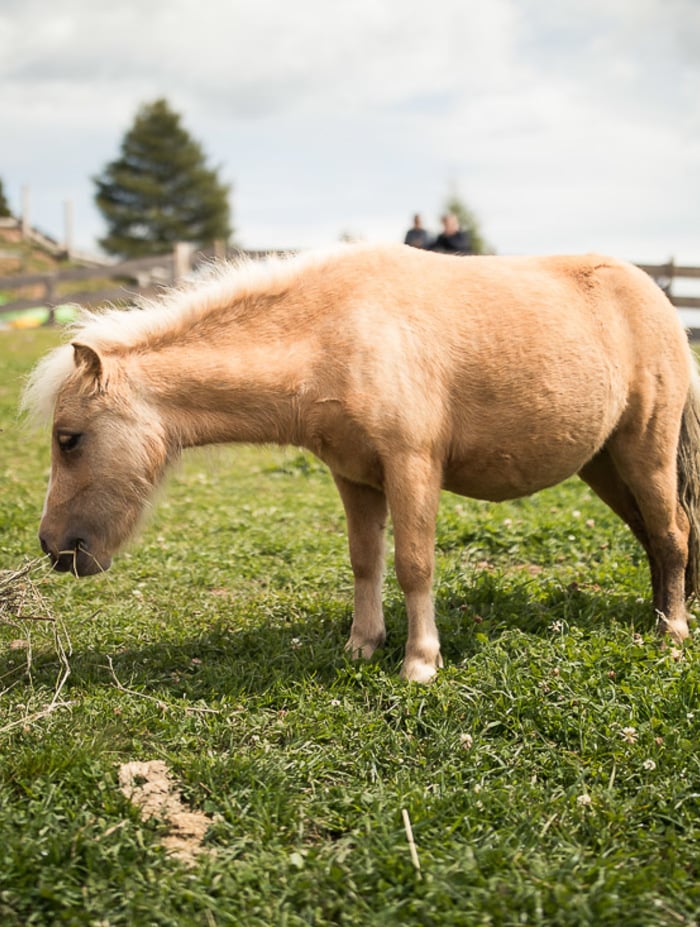 Pony streicheln, Ziege füttern