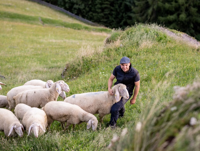 SCHAFE <br> ALS BERUFUNG